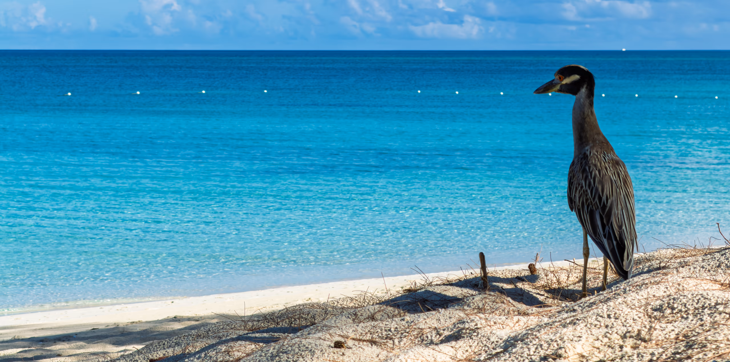 A heron on the sand at the edge of clear turquoise water