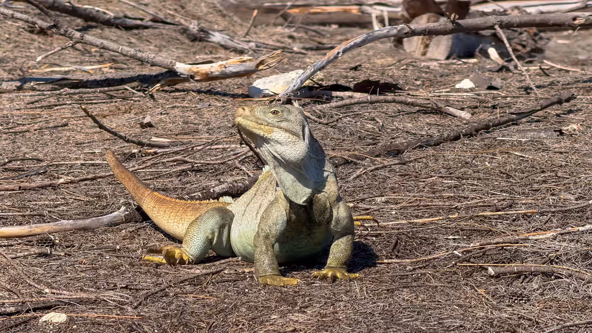 A rock iguana close up in the sun on Little Water Cay, head raised and tail curled behind it