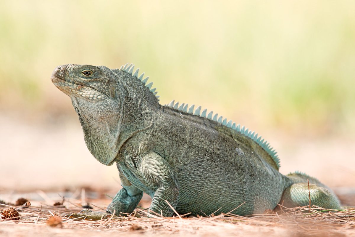 Turks and Caicos rock iguana resting in the sun