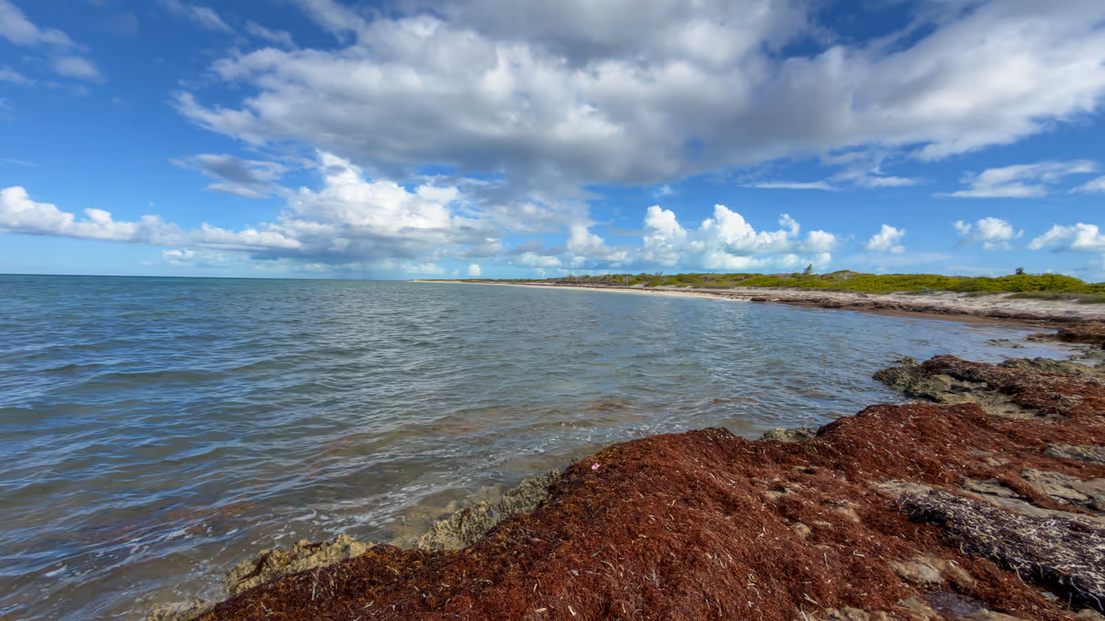 The shoreline near the point, seaweed on the rocks and an empty beach in the distance