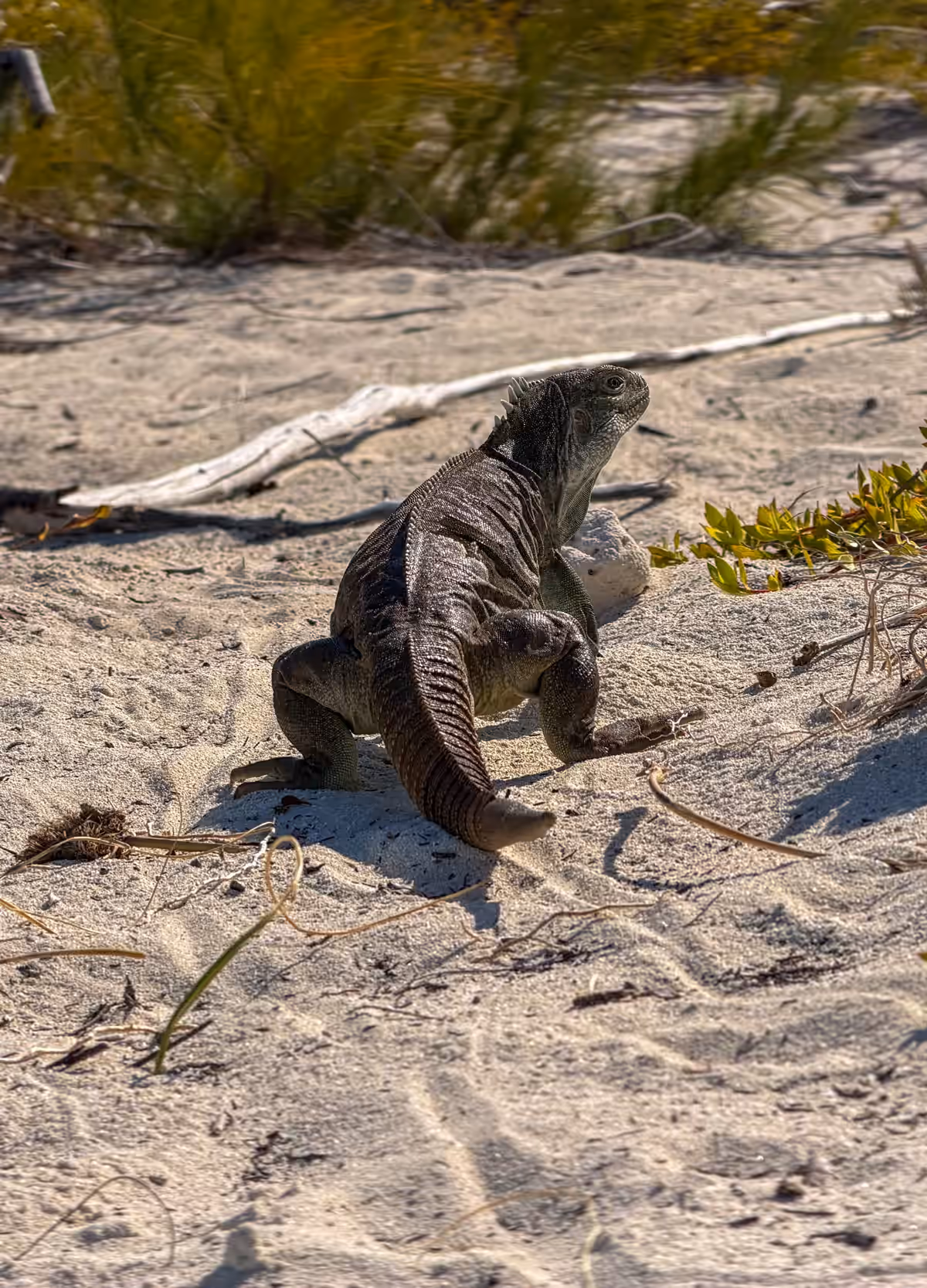 A rock iguana standing on open white sand among low coastal scrub and driftwood