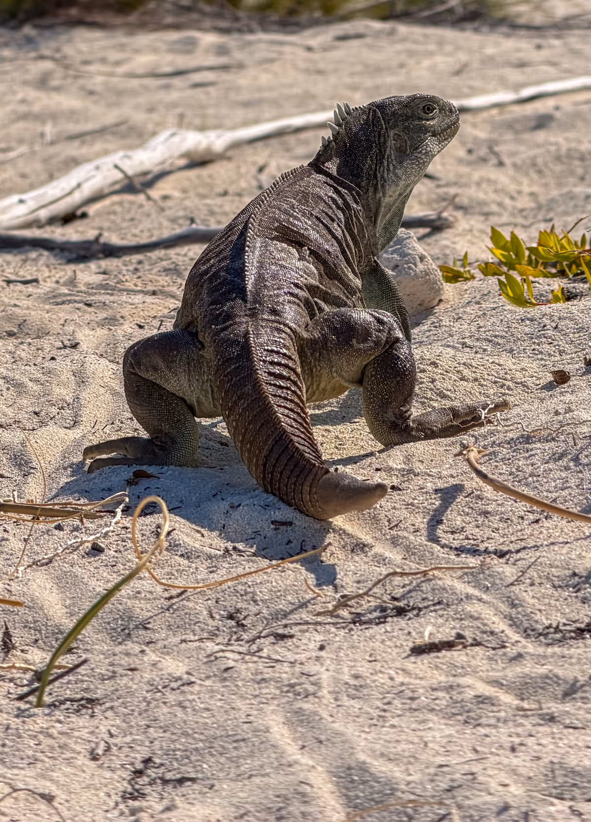 A rock iguana standing on open white sand among low coastal scrub and driftwood